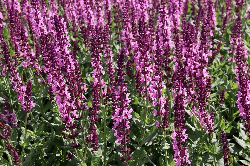 Salbei (rosa) - Salvia nemorosa 'Sensation Deep Rose'