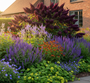 salie blauhugel in border met vrouwenmantel, geranium rozanne, dropplant agastache blue fortune, zonnekruid moerheim beauty en vlinderstruik buddleja' donkerpaars