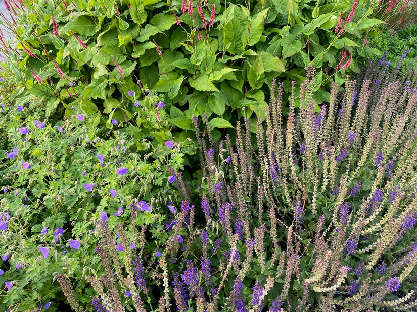 Staudenknöterich - Persicaria amplexicaulis 'Speciosa' TIPP