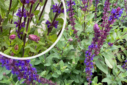 Salbei - Salvia nemorosa 'Caradonna'