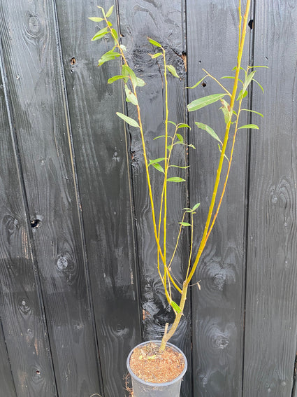 Einheimische Silberweide - Salix alba