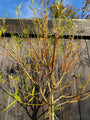 Knackende Weide - Salix fragilis 'Bullata' Standard