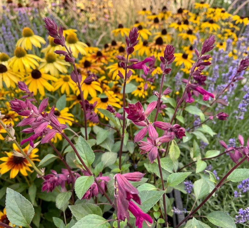 salvia love and wishes met gele zonnehoed rudbeckia en lavendel op achtergrond.