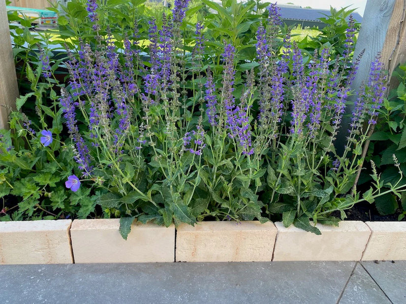 Beetpaket Willemijn – Beetpaket mit pflegeleichten Gartenpflanzen für Vögel, Schmetterlinge und Bienen – Halbschatten und Sonne – Lila, Blau und Rosa