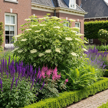 ai sfeerbeeld met sambucus nigra madonna met passende combinaties als astilne pluimspirea, salie salvia caradonna, varens dryopteris en ilex crenata haagje.