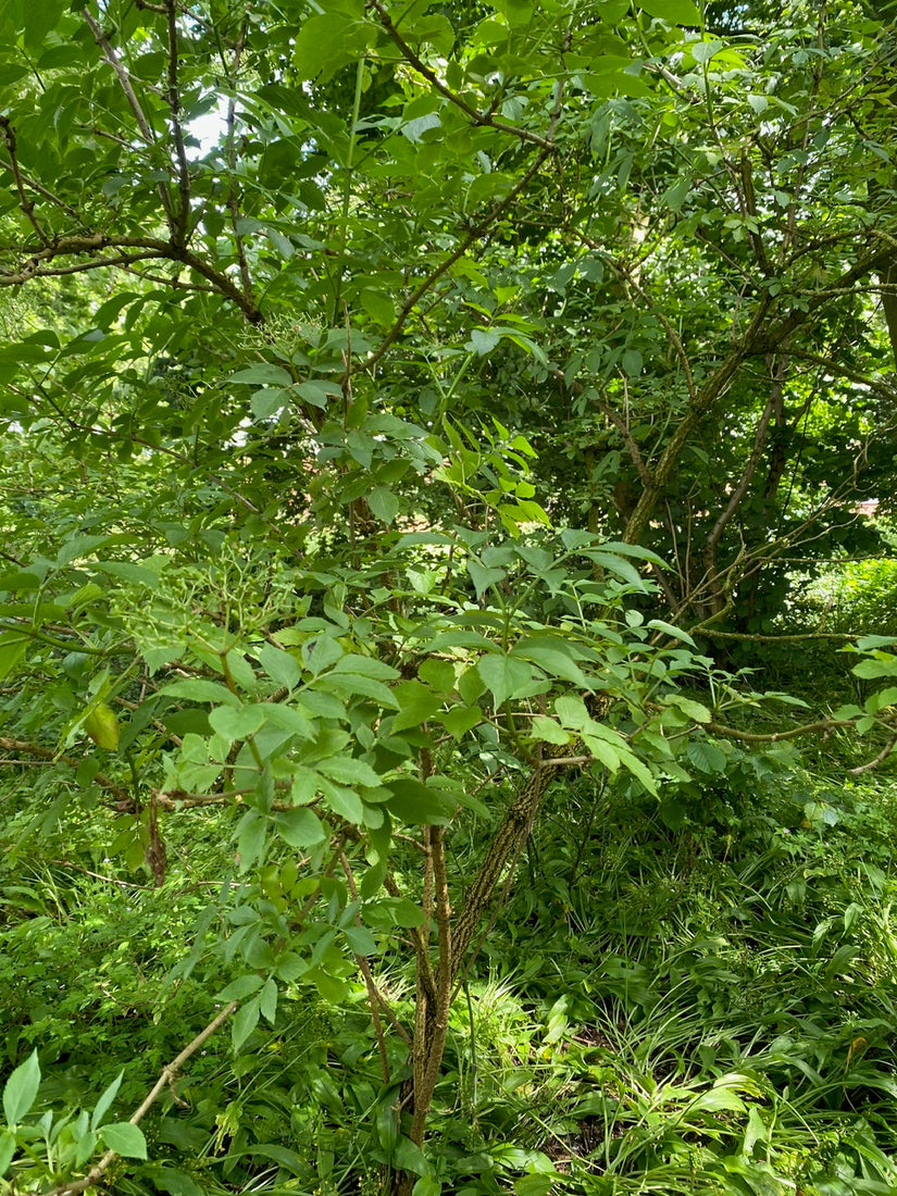 Gewöhnlicher Holunder - Sambucus nigra