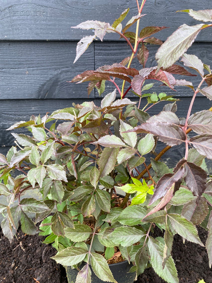 Gewöhnlicher Holunder - Sambucus nigra 'Thundercloud'