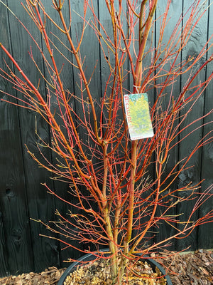 Solitär, mehrstämmig