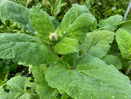 Muskatellersalbei – Salvia Sclarea