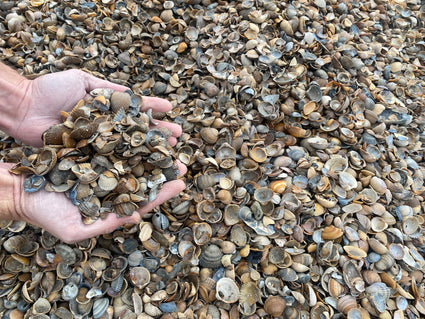 Saubere Nordseemuscheln – Im Big Bag 0,5 oder 1 m3