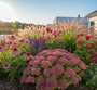Sedum 'Herbstfreude' met Rode zonnehoed Echinacea, salie Caradonna, bergamotplant monarda en lampenpoetsersgras Pennisetum