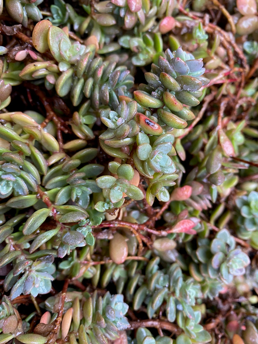 Mauerpfeffer - Sedum cauticola 'Lidakense' (auch pro/m2)