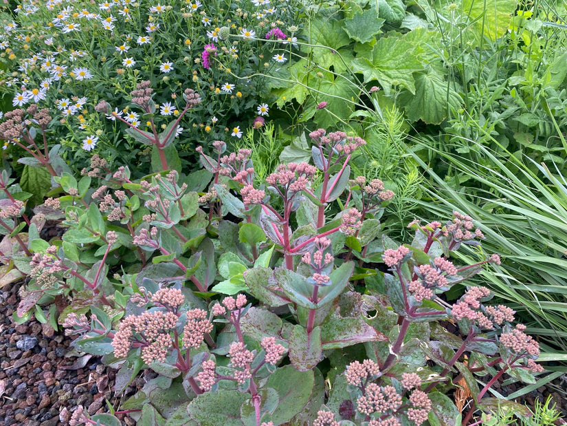 Mauerpfeffer - Sedum 'Matrona'