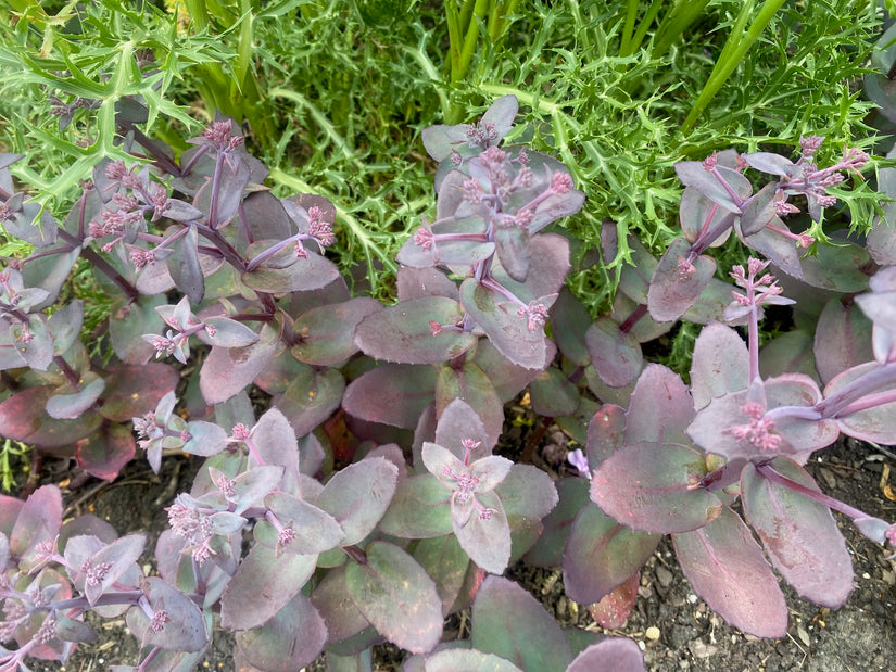 Mauerpfeffer - Sedum 'Purple Emperor' (auch pro/m2)