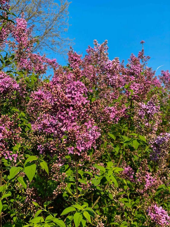 Gewöhnlicher Flieder - Syringa vulgaris 'Charles Joly'