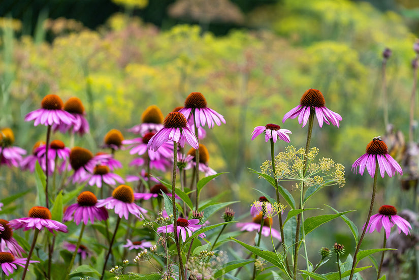 Sonnenhut - Echinacea purpurea 'Pica Bella'