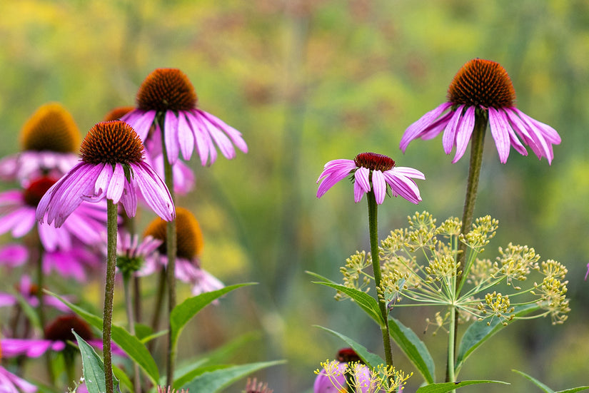 Sonnenhut - Echinacea purpurea 'Pica Bella'
