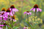 Sonnenhut - Echinacea purpurea 'Pica Bella'