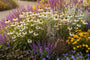 Sonnenhut (weiß) - Echinacea purpurea 'Powwow White'