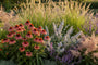 Sonnenhut - Echinacea purpurea 'Tomatensuppe'