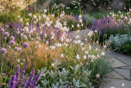 Wunderschöne Kerze (Niedrige Sorte 40 cm) - Gaura lindheimeri 'Short Form'
