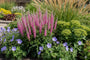 Ehrenpreis - Veronica spicata 'Anniversary Rose'