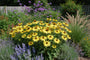 Sonnenhut - Echinacea purpurea 'Sunrise'