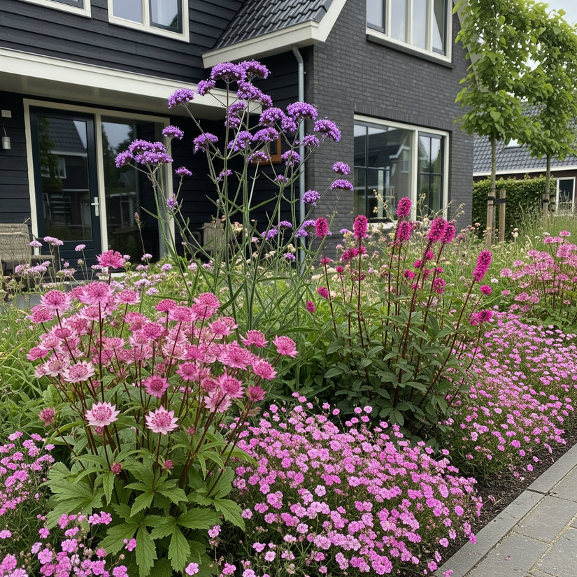 borderpakket ali volgroeid (ai)