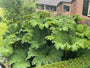 Sierrabarb - Gunnera manicata