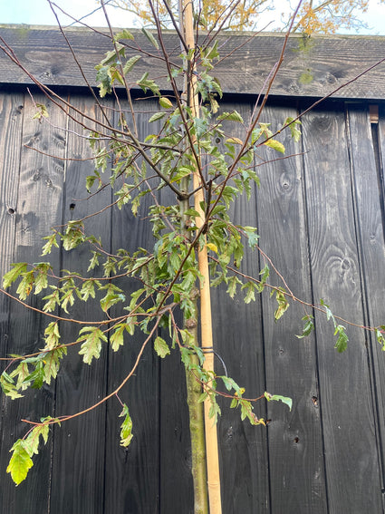 Zierapfel - Hochstammbaum Malus toringo 'Brouwers Beauty'