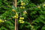 Säulenförmiger Zierapfel - Malus 'Red Sentinel'