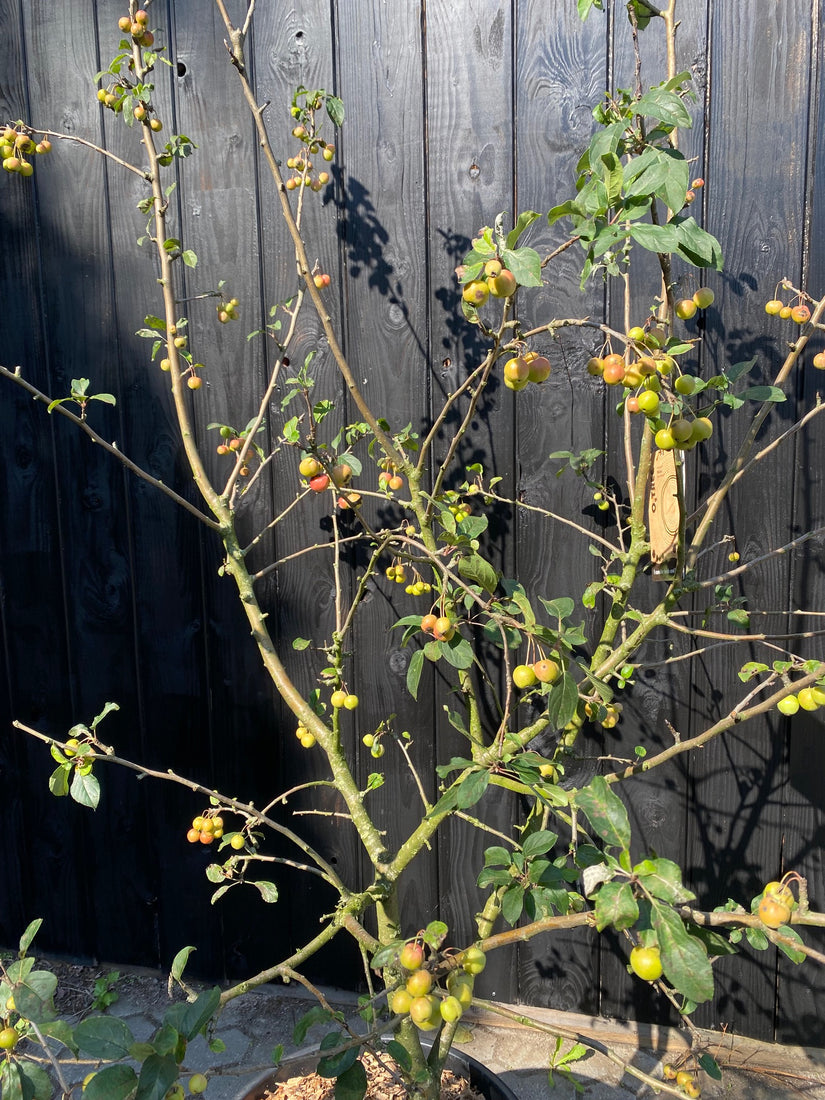 Mehrstämmiger Zierapfel - Malus 'Red Sentinel'