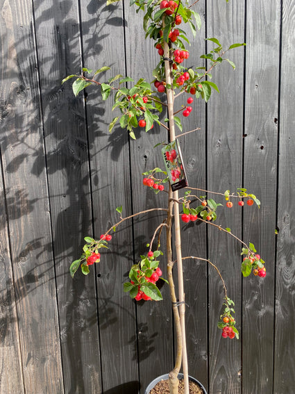 sierappelboompje red sentinel zuivormig boom met rode sierappeltjes in C10 pot