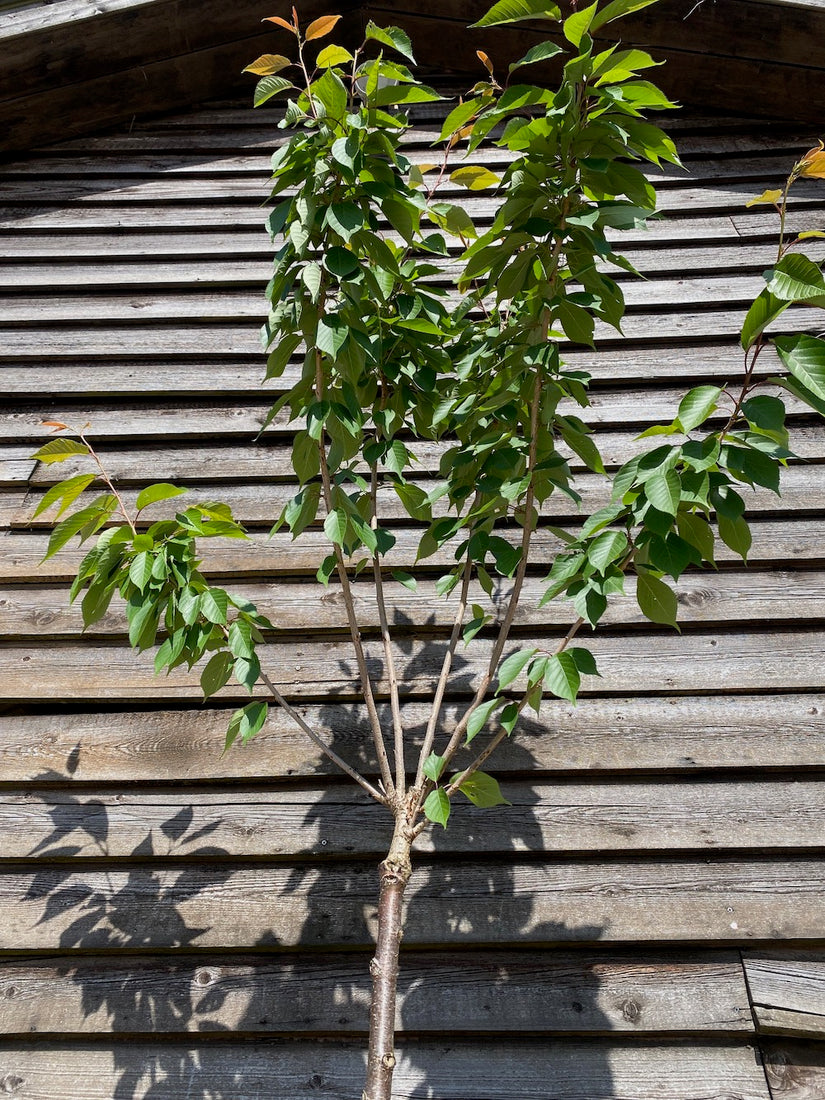 Japanische Blütenkirsche - Prunus serrulata 'Kanzan', klarer Stammbaum