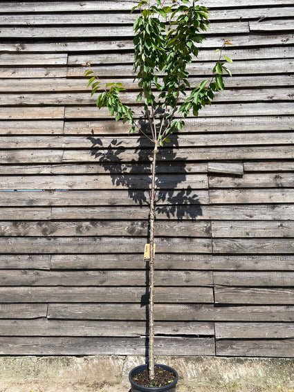 Japanische Blütenkirsche - Prunus serrulata 'Kanzan', klarer Stammbaum