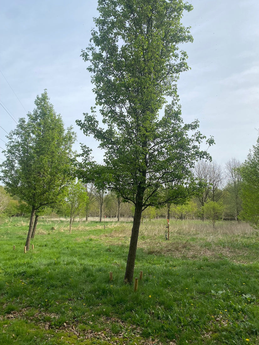 Standard-Chinesische Zierbirne - Pyrus Calleryana 'Chanticleer'