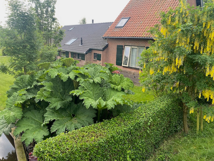 Sierrabarb - Gunnera manicata