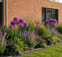 Zierzwiebel - Allium 'Purple Sensation'