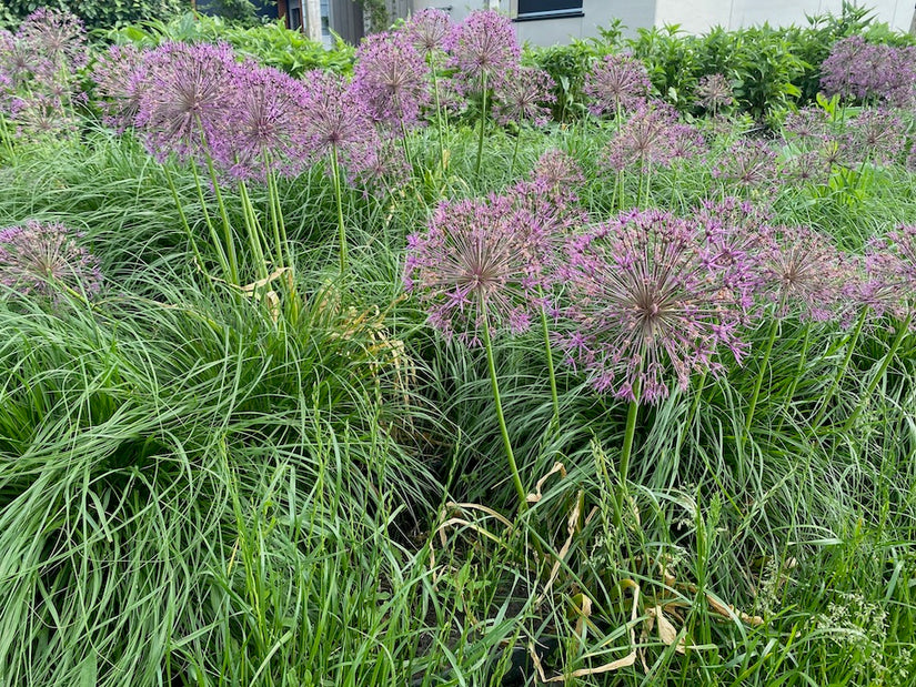 Segge - Carex oshimensis 'Evergreen'