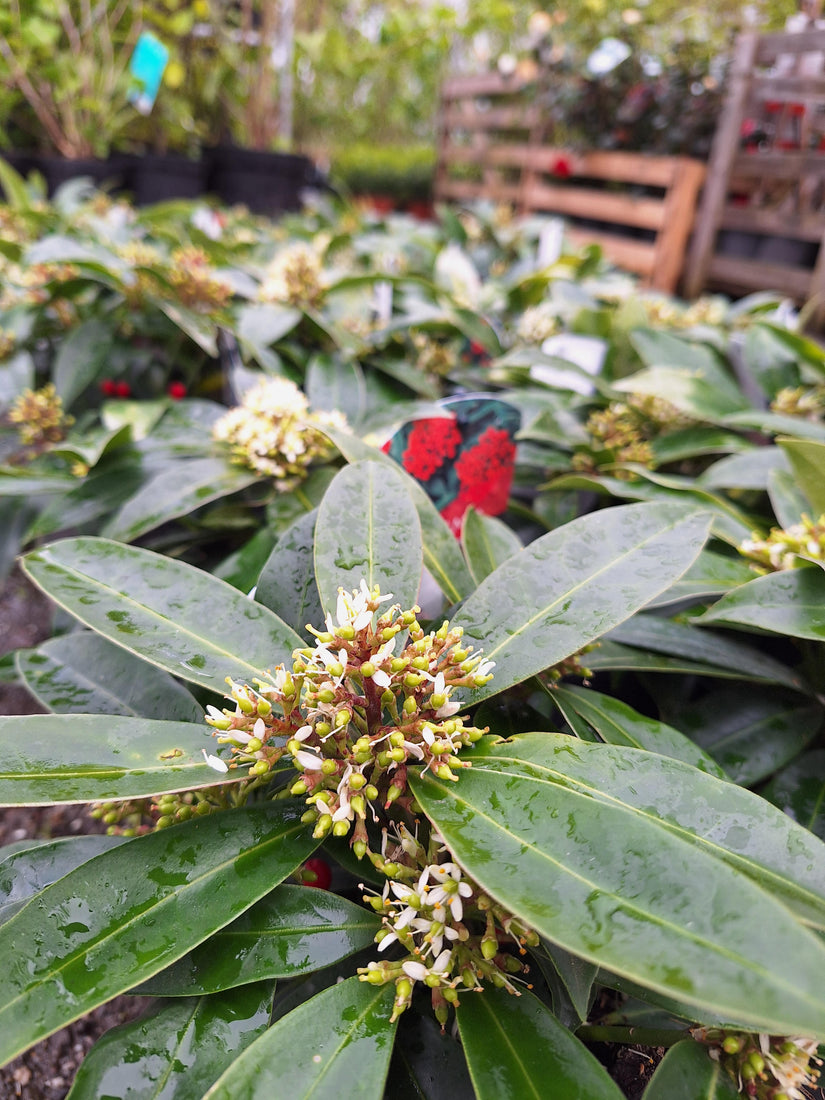 Skimmia Reevesiana