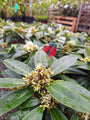 Skimmia Reevesiana