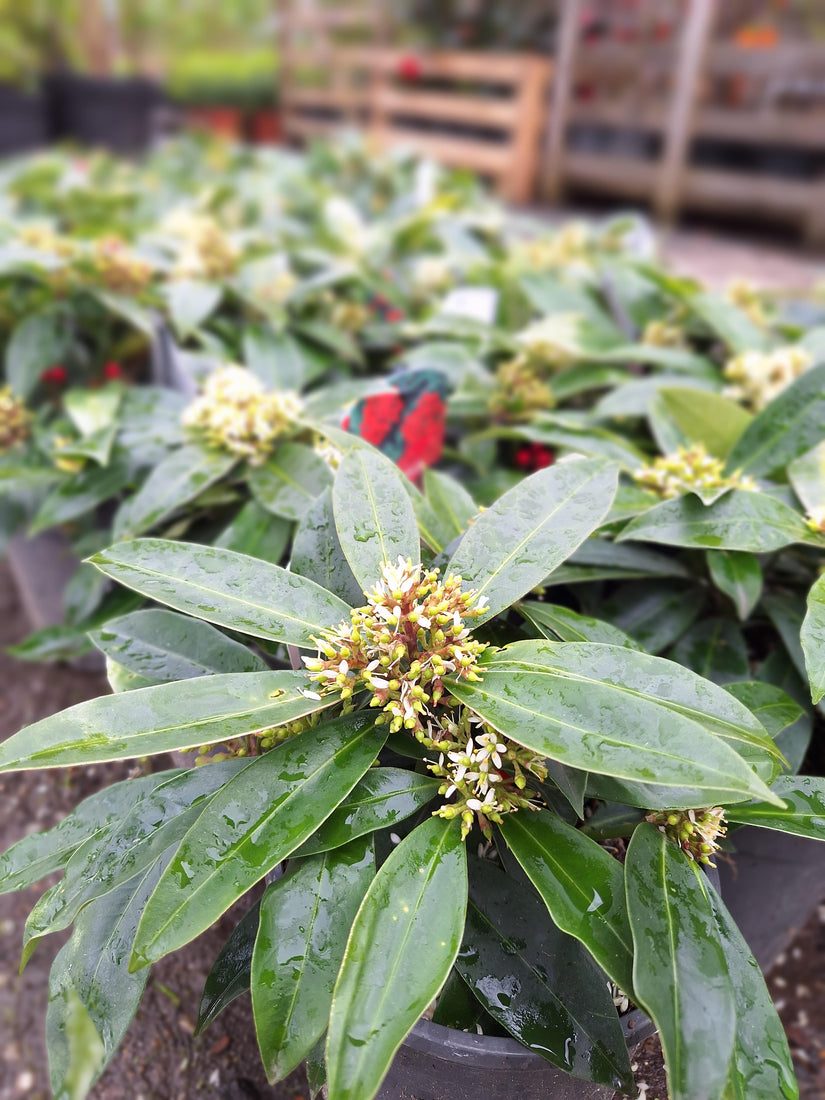 Skimmia Reevesiana