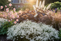 Sneeuwster Aster Divaricatus met Anemoon hupehensis splendens, Zilverkaars Actaea Brunette en Lampenpoetsersgras pennisetum hameln