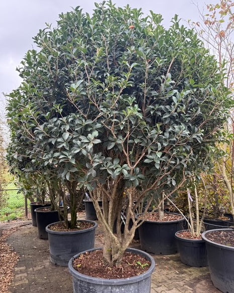 Osmanthus Heterophyllus