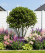 solitaire, meerstammige viburnum tinus in border met sali caradonna, hosta's en astilbe pluimspirea's
