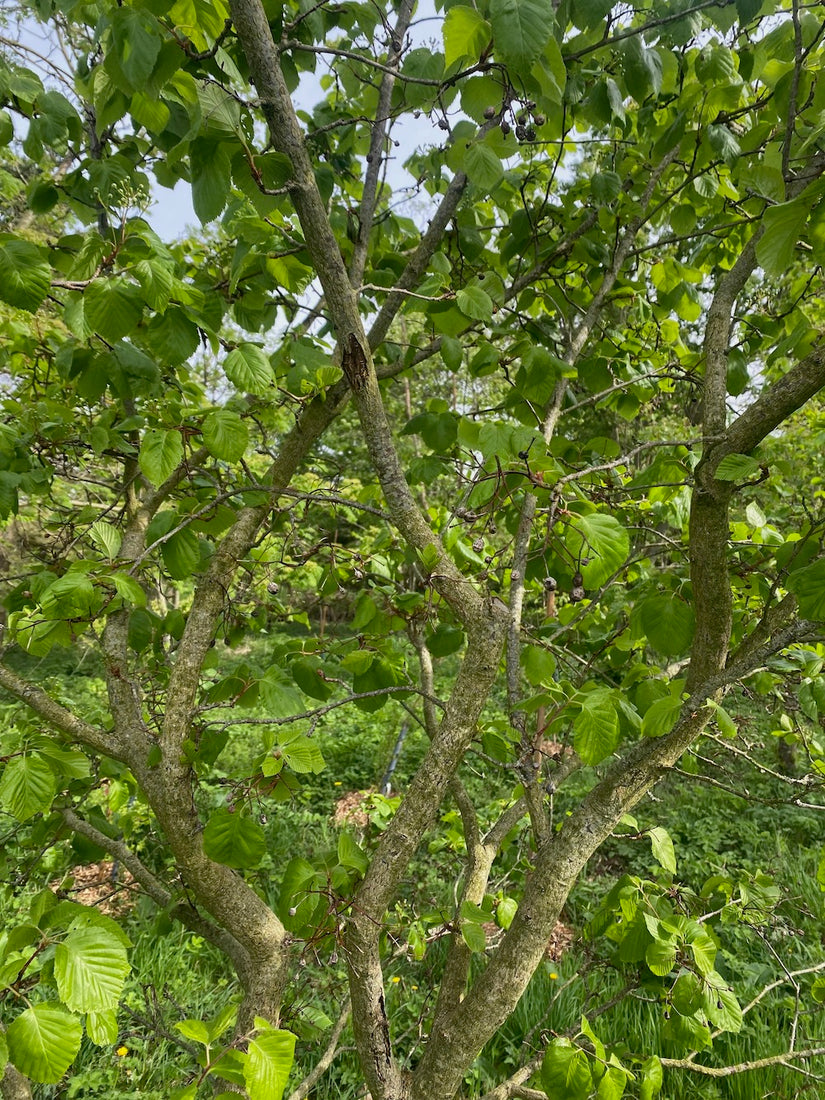 Erlenblättrige Eberesche - Sorbus alnifolia