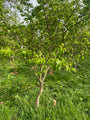 Erlenblättrige Eberesche - Sorbus alnifolia