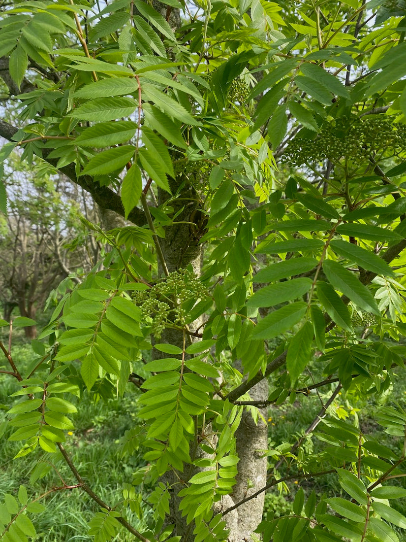 Japanische Eberesche - Sorbus commixta - Standard 300-350 cm