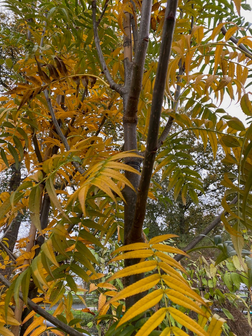 Rowan – Hochstammbaum Sorbus 'Dodong'