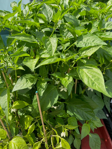 Chili - Capsicum annuum